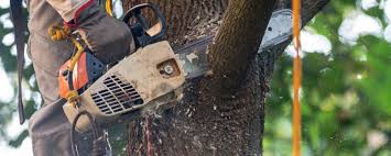 Best Pest Control for Lawns  in Medina, WA