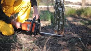 Best Arborist Consultation Services  in Medina, WA