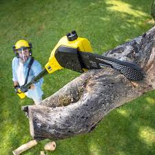 Best Storm Damage Tree Cleanup  in Medina, WA
