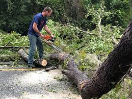 Best Root Management and Removal  in Medina, WA