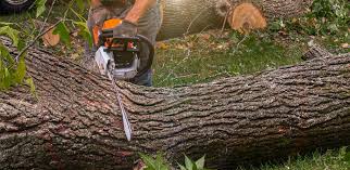How Our Tree Care Process Works  in  Medina, WA