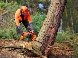 Best Storm Damage Tree Cleanup  in Medina, WA