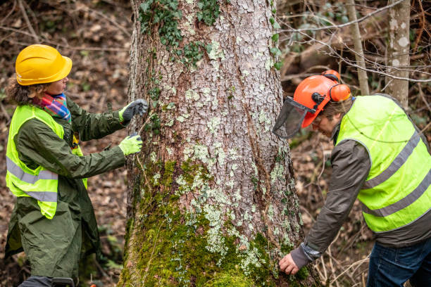 Best Tree Removal  in Medina, WA