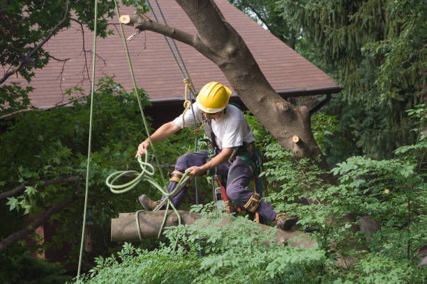 Best Palm Tree Trimming  in Medina, WA