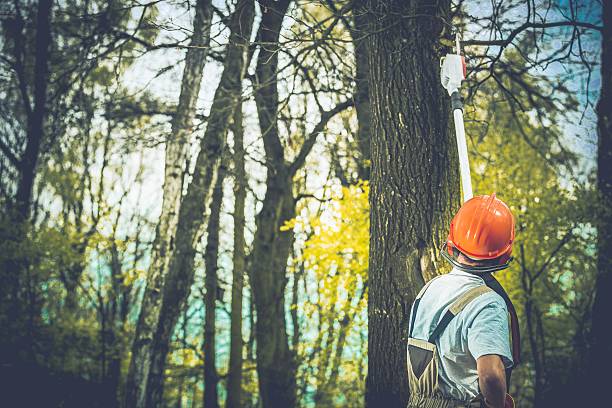 How Our Tree Care Process Works  in  Medina, WA